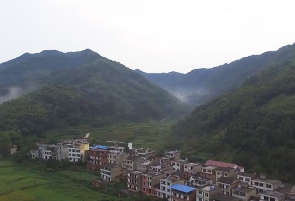 天興黑芝麻種植基地視頻